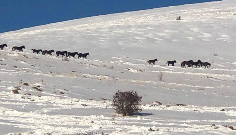 Sivas'taki yılkı atları nefes kesti