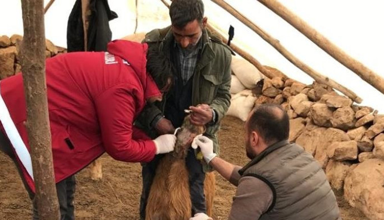 Aç kurtlar keçilere saldırdı