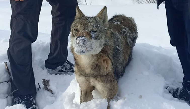 Kurt ayakta dondu! Sivas bu görüntüyle çalkalanıyor