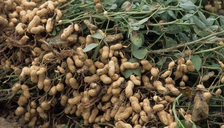 Bakın hangi hastalığa iyi geliyor