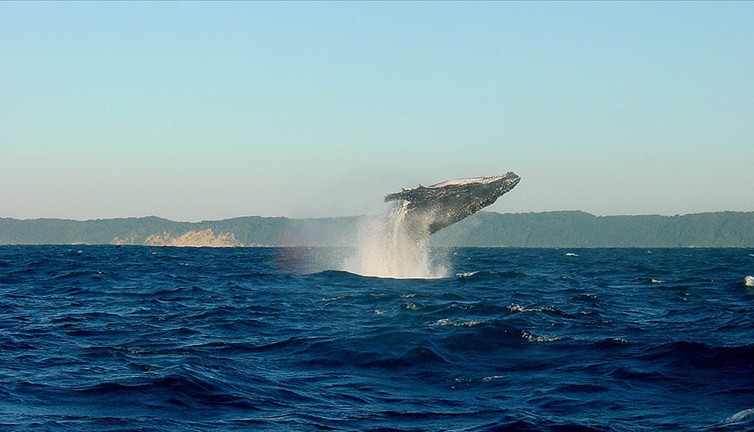 İzlanda, ticari balina avını sonlandıracak