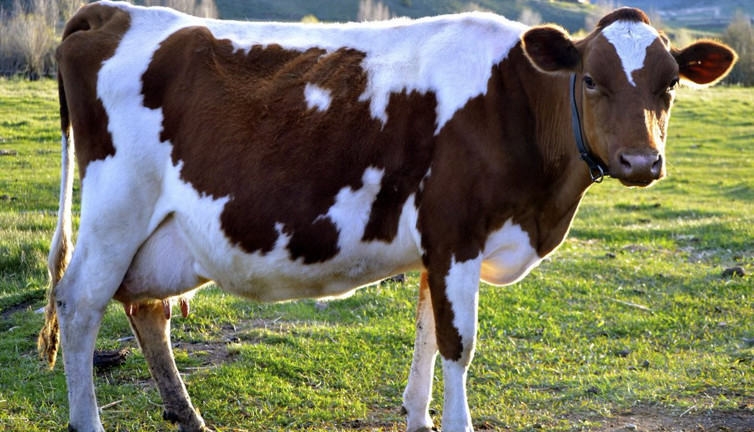 İneklerini sigortalattı, kısır olduklarını öğrendi