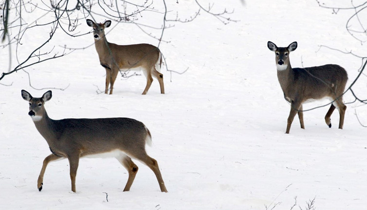 Geyiklerde omicron varyantına rastlandı