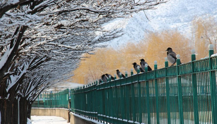 Kargalar istila etti. Koca ilçe uykuya hasret kaldı
