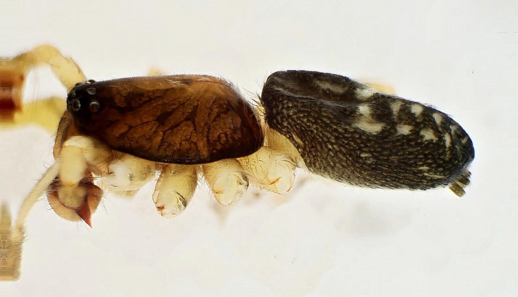 Kahramanmaraş'ta yeni örümcek cinsi keşfedildi! Turkocranum ismi verildi…