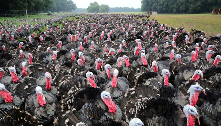 Kuş gribi alarmı: 29 bin hindi itlaf edildi