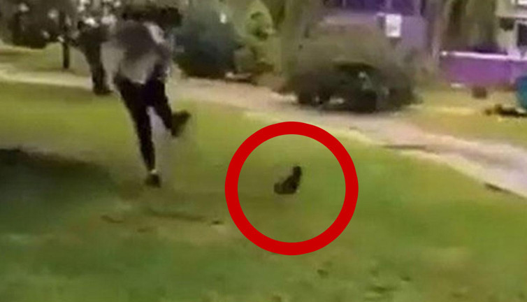 Yavru kediyi tekmeleyen Iraklı çocuk için 5 yıl hapis istemi