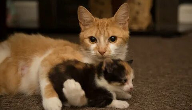 Evcilleşme sonrası kedilerin beyinleri küçüldü
