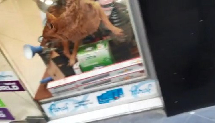 Aç tilki avizeciye girdi