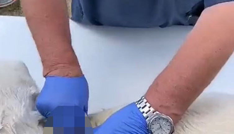 Vicdanınız kurusun. Anestezisiz kısırlaştırma yapılan köpeğin çığlıkları yeri göğü inletti