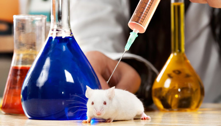 Şaşkınlık yaratan istatistik: İsviçre'de halkın %80'i hayvan deneylerini destekliyor