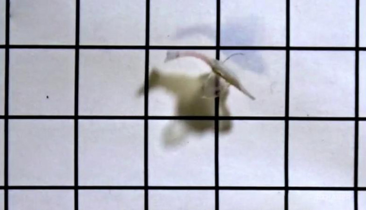 İnsan kalbi hücreleriyle hareket eden robot balık geliştirildi