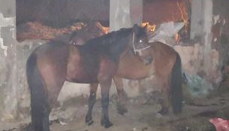 Gözü para hırsı bürümüş eşek ve katır kasaplarına baskın