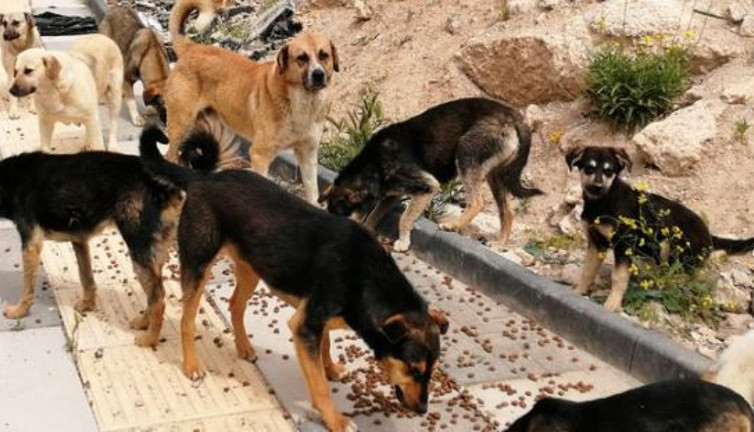Sokak köpekleri 3 kişiye parçaladı