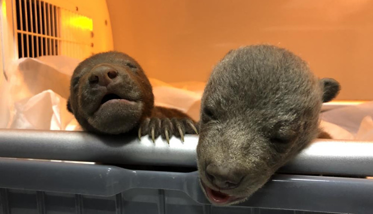 Yavru ayıların hayatını havlama kurtardı