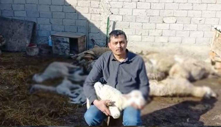 117 koyunu çırpına çırpına can veren çiftçi çaresizlik içerisinde ağladı
