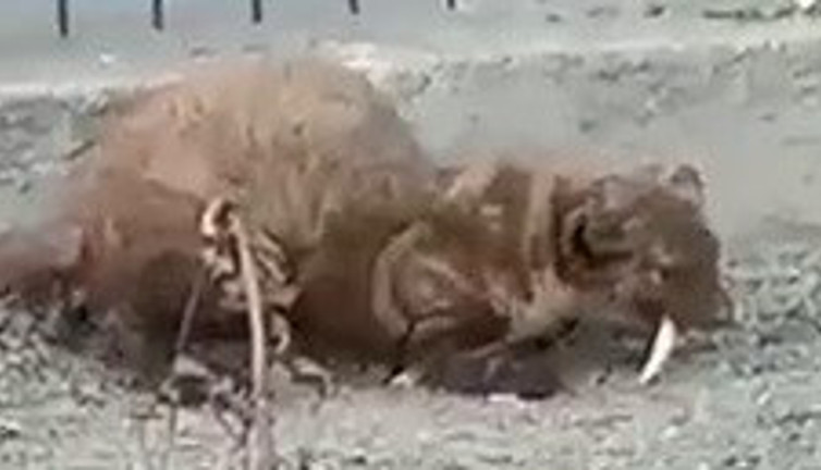 Karabük'te yol kenarında görüldü anında gözden kayboldu