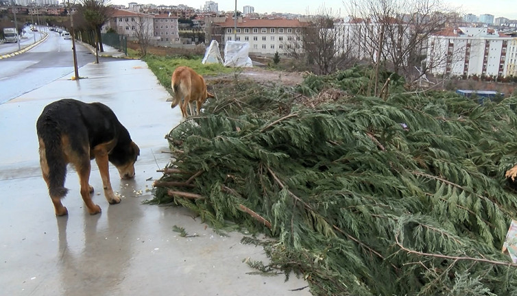 Pendik'te mama tartışması