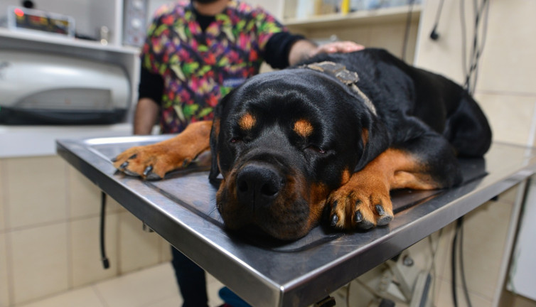 Veteriner uyardı: Evcil hayvanlarda cisim yutmak ölümlerine neden olabilir