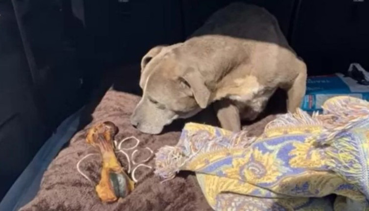 Kayıp ilanı verilen bir köpek 12 yıl sonra bulundu