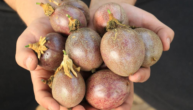 Bu meyve sakinleştiriyor mışıl mışıl uyutuyor