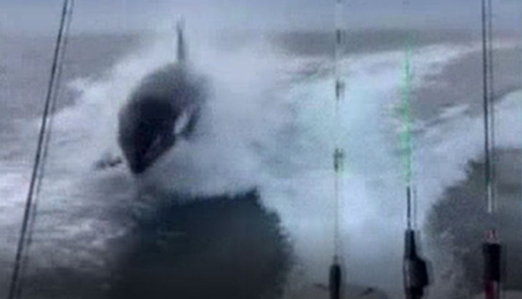 Katil balina tekne kovaladı