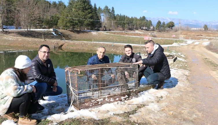 Sazan balıklarının katili kapana yakalandı