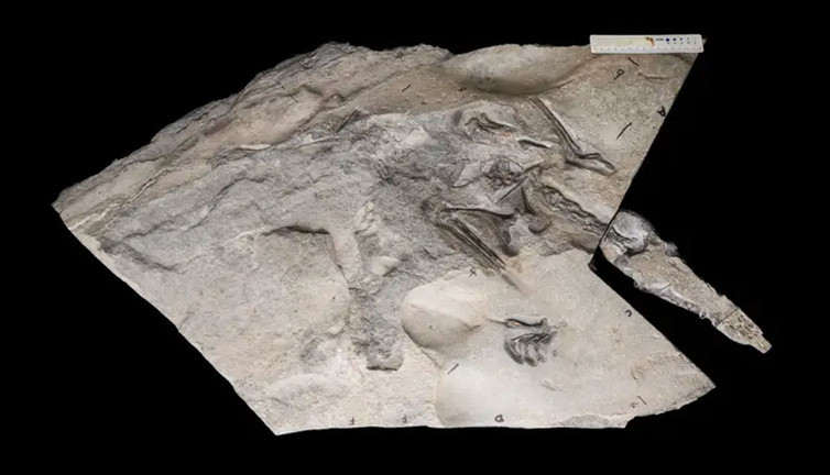 170 milyon yıllık devasa bir uçan sürüngen keşfedildi