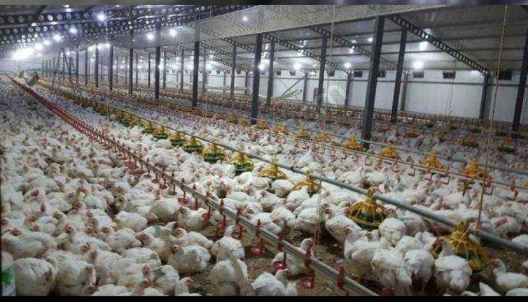 Beyaz et ihracatında artış