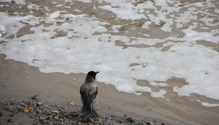 Oltu Çayı deterjan gibi köpürdü