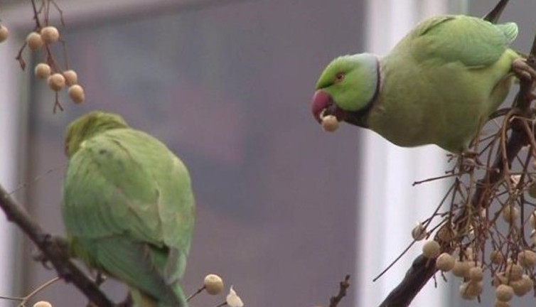Kadıköy'ü papağanlar bastı