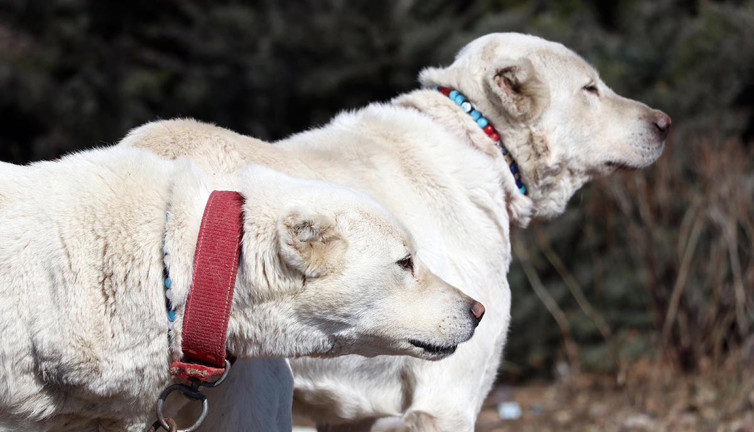Akbaş çoban köpeklerinin ırk geçmişleri incelenecek