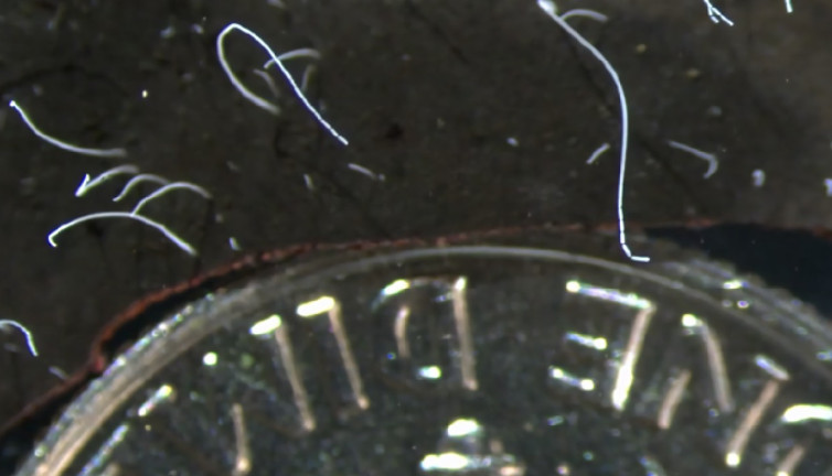 Bilim insanları 'çıplak gözle görülebilen' en büyük bakteri türünü keşfetti