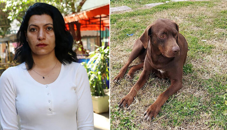 Ateş köpek 'yanlış el'deki iğneden öldü iddiası