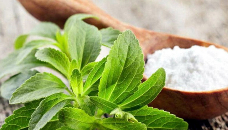 Akdeniz’de ‘şeker otu’ yetiştirilecek