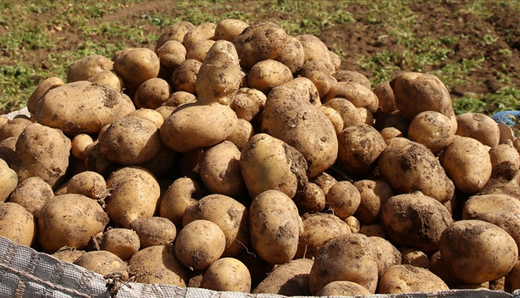 Patates deyip geçmeyin! Onun bile genetik kodu var