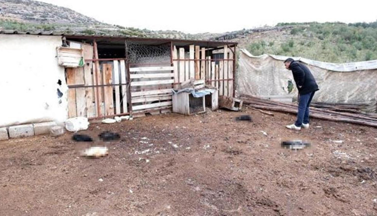 Ağıla giren köpekler dehşet saçtı