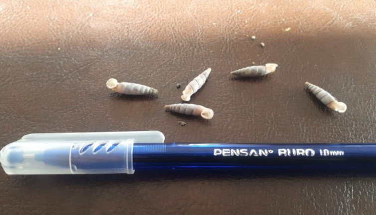 Biyokaçakçı Alman yakalandı 109 bin lira para cezası ile kurtuldu