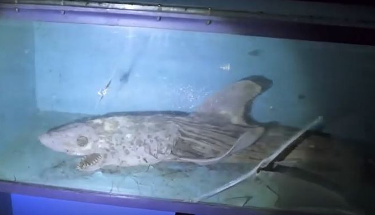 Terk edilmiş akvaryumda korku dolu anlar. Zombi köpekbalığı bulundu