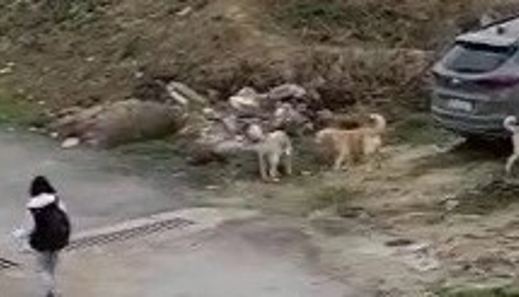Başıboş köpekler öğrencilerin korkusu oldu