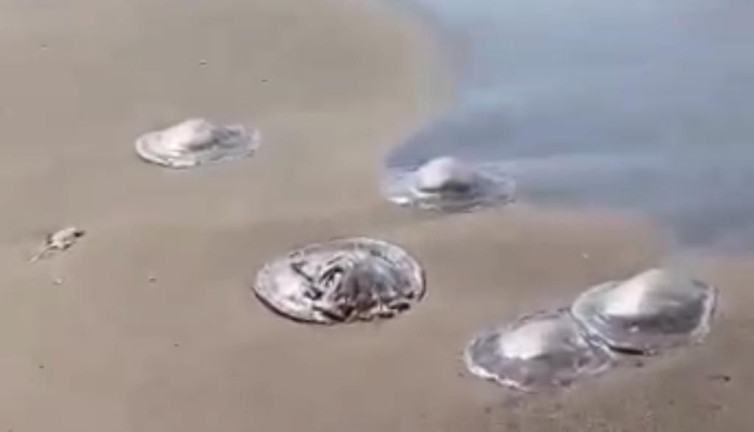 Balıkçılar, sahilde gezen vatandaşlar uzak durun 'Çok zehirli' uyarısı yapıldı