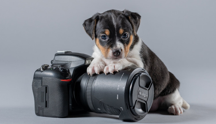Sevimli dostlarımız köpekler, kameraları neden sevmez?