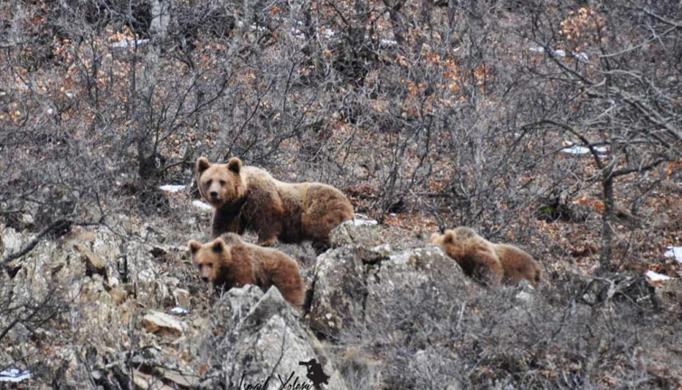 Uyanan ayıların kaban keçi avı
