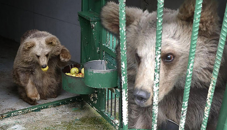 Yavru ayı Turkuaz’dan sevindiren haber! 6 aydır tedavi görüyordu…