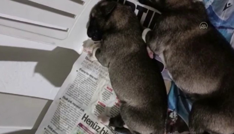Kangal cinsi köpek yavrusunun inlemesi yürek burktu