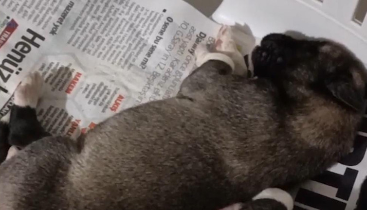 Yeni doğan yavru köpek 'anne' dedi. Herkes şaşkına döndü