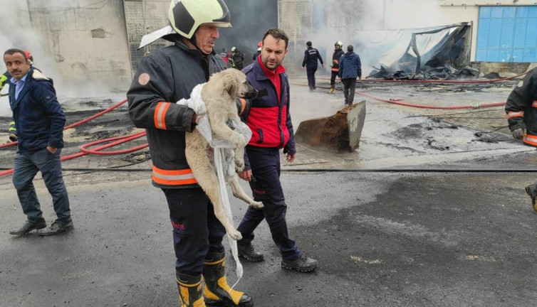 Kahraman itfaiyeci alevlerin arasına dalıp kurtardı