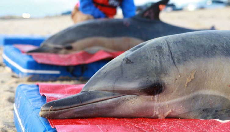Balina ve yunuslar madem memeli canlılar, neden karaya vurduklarında ölürler?