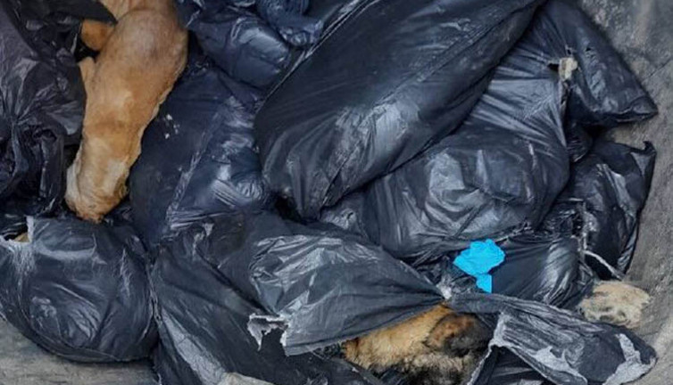 Beykoz'da çöp konteynerinde 19 ölü köpek bulundu