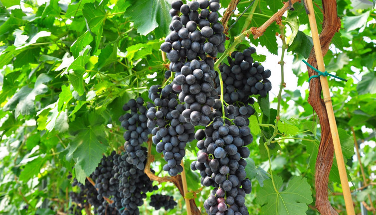 Ege Bölgesi'nde yetişen 380 üzüm çeşidi kimlik kazandı